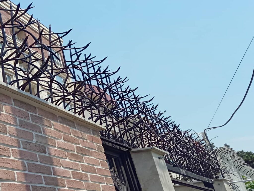 حفاظ شاخ گوزنی در خمینی شهر