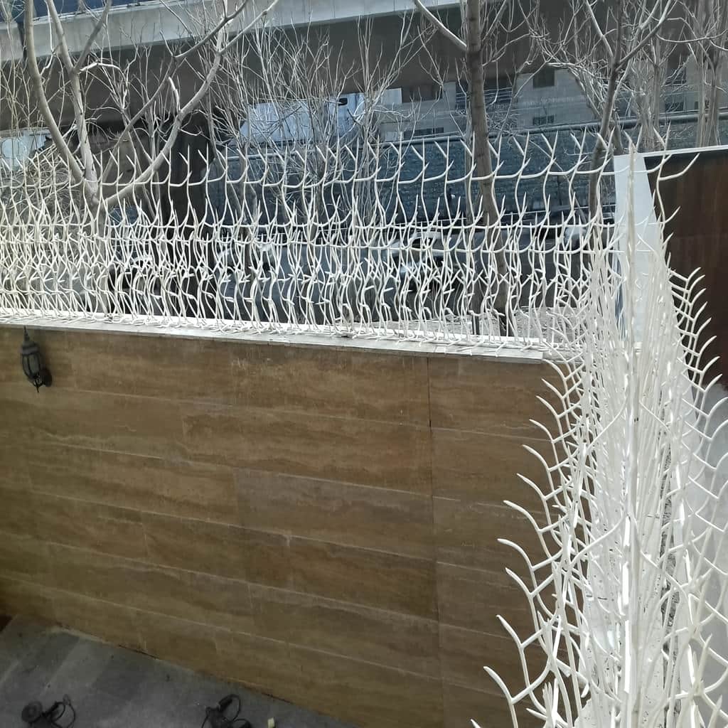 حفاظ بوته ای دیوار با شاخههای عریض و متراکم در اصفهان حفاظ بوته ای دیوار با شاخههای عریض و متراکم در اصفهان