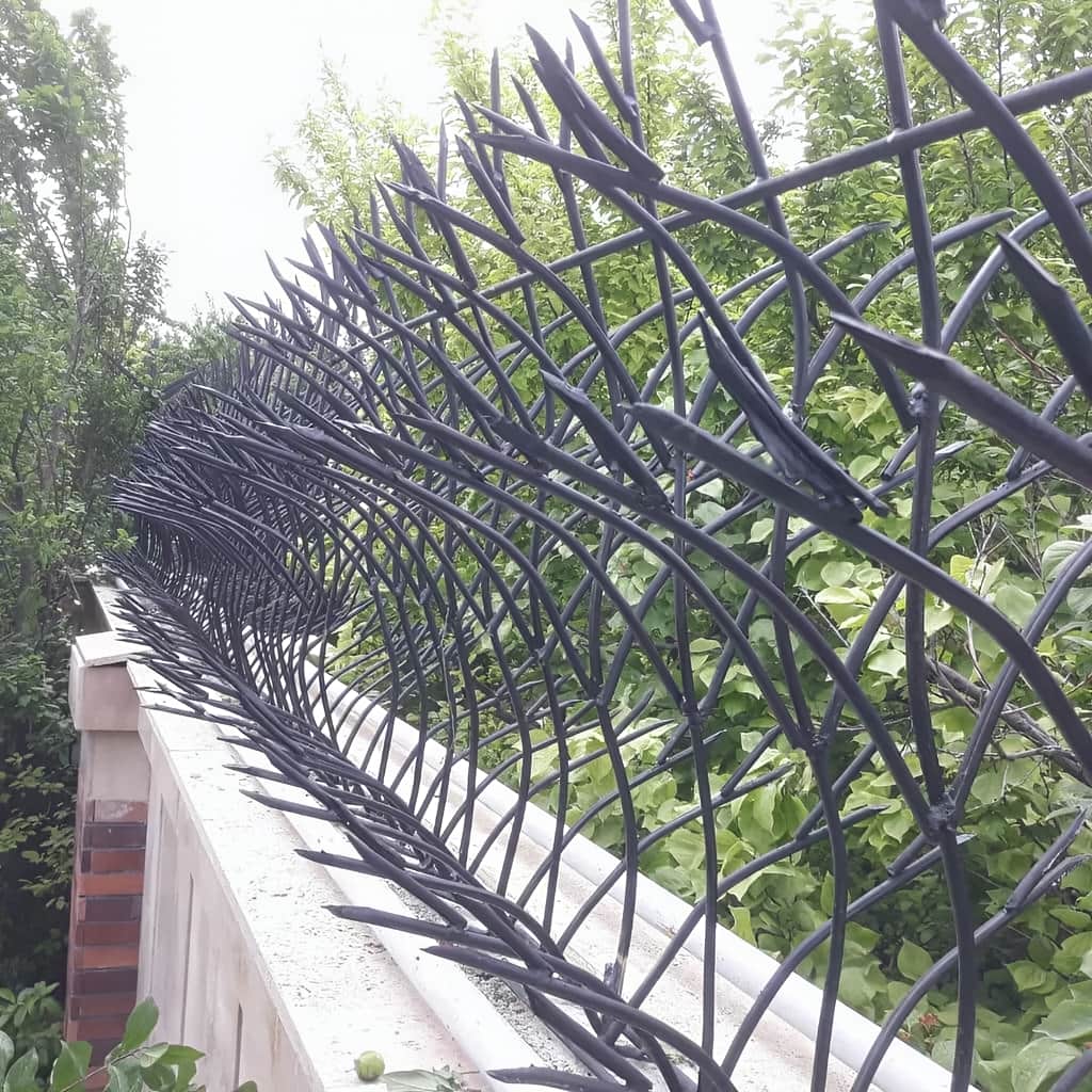 حفاظ غنچه ای مشکی روی دیوار اصفهان
